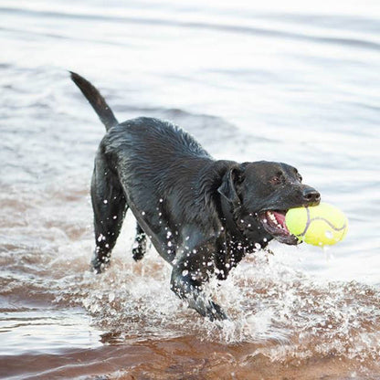 KONG AirDog Squeaking Tennis Football Dog Toy Medium