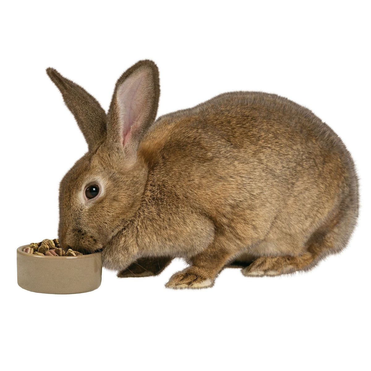 Kaytee Stoneware Pet Bowl 1ea/5in.