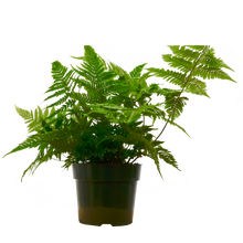 'Autumn' Fern - 6" Pot - NURSERY POT ONLY