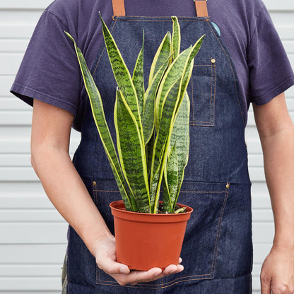Snake Plant Cylindrica - 6" Pot - NURSERY POT ONLY