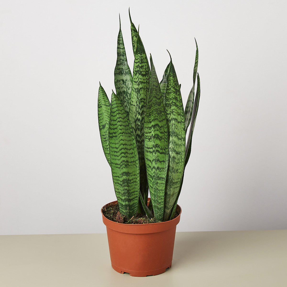 Snake Plant Cylindrica - 6" Pot - NURSERY POT ONLY