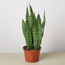 Snake Plant Cylindrica - 6" Pot - NURSERY POT ONLY