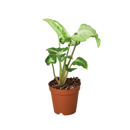 Syngonium 'White Butterfly'