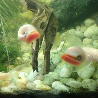 Colorful Ramshorn 10+ Snails