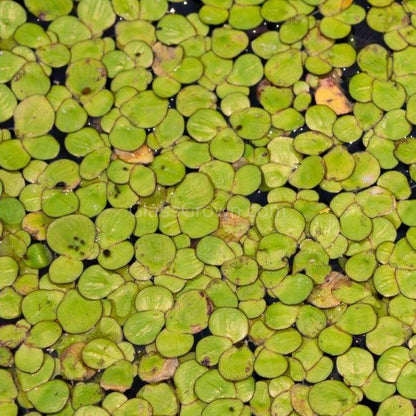 Giant Duckweed 2oz Portion
