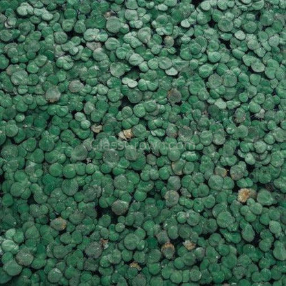 Giant Duckweed 2oz Portion