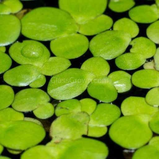 Giant Duckweed 2oz Portion