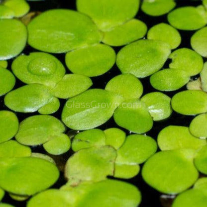 Giant Duckweed 2oz Portion