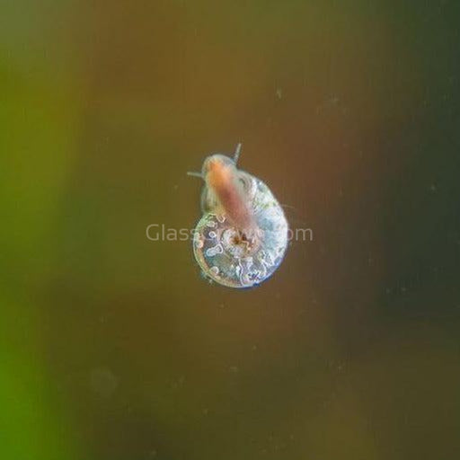 Feeder Snails