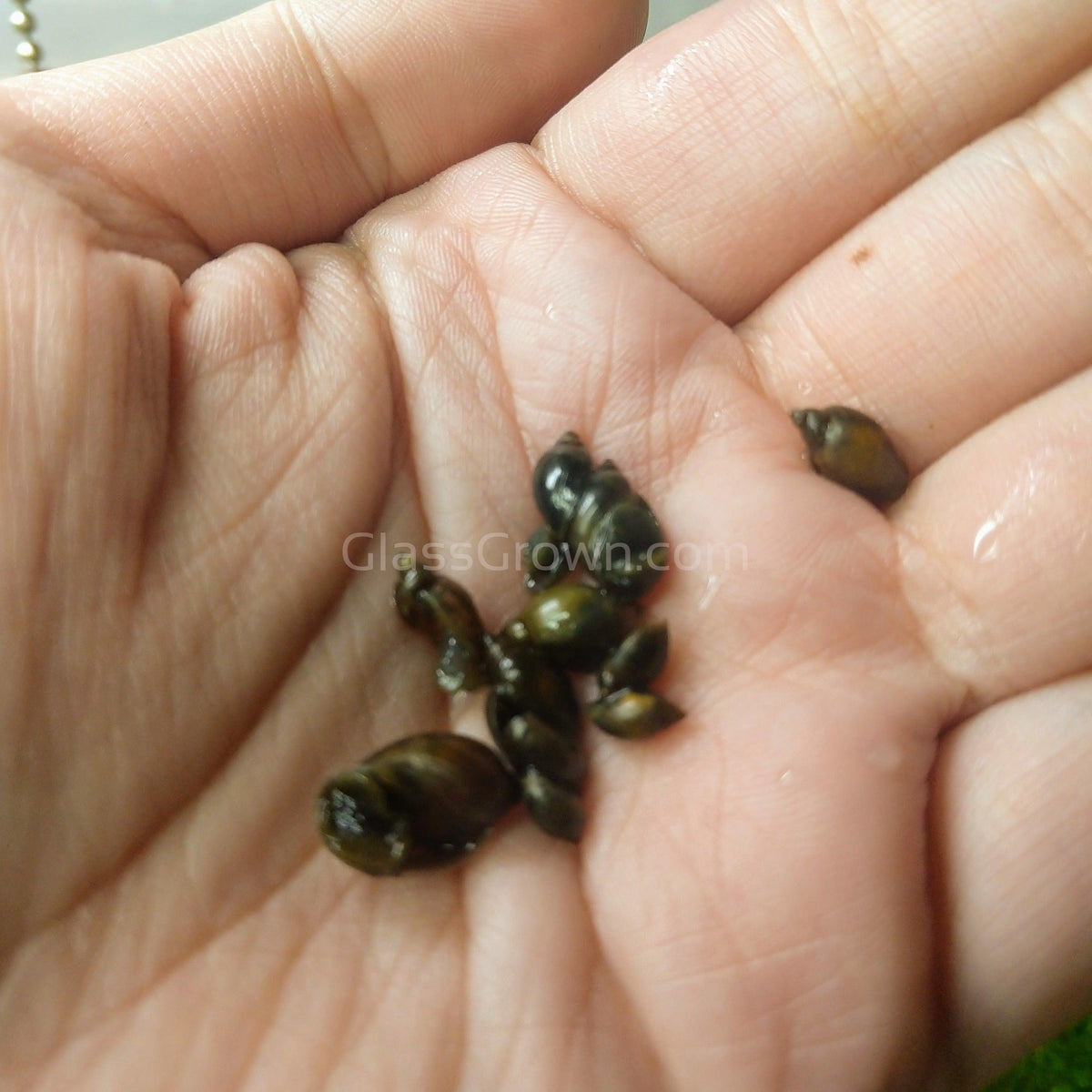 Feeder Snails