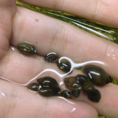 Feeder Snails