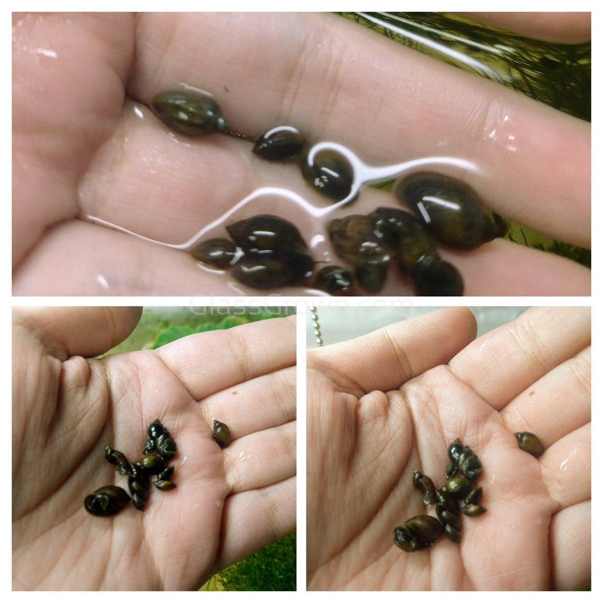 Feeder Snails