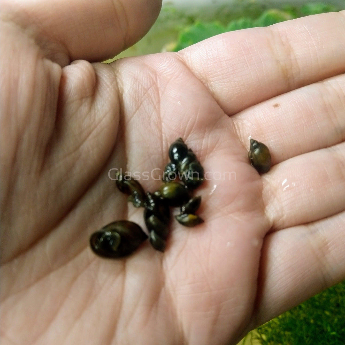 Feeder Snails