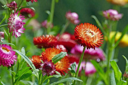 Swiss Giant Mix Strawflower Seeds | Vibrant Colors | Everlasting Blooms | Cut & Dried Flowers | Heat Tolerant |