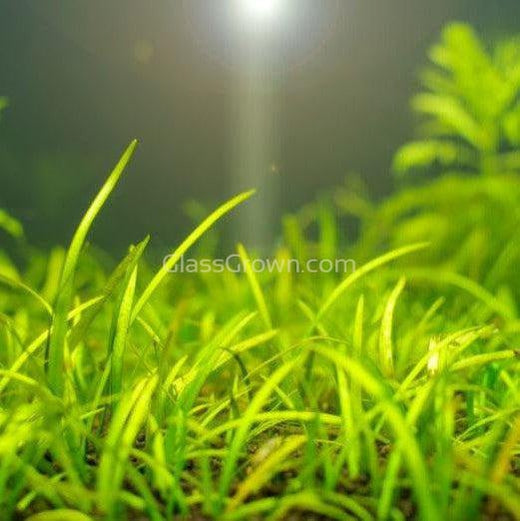 Dwarf Sagittaria Subulata