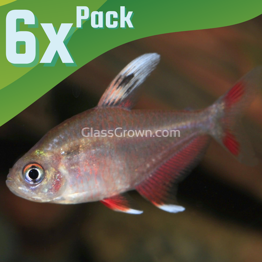 White Fin Pink Jewel Tetras 6 Pack