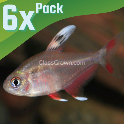 White Fin Pink Jewel Tetras 6 Pack