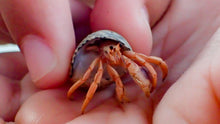 Organic Hermit Crab Food with Quail Egg Shells - Nutritious, Balanced Diet & Calcium-Rich Treats for Hermit Crab Shell Growth - Sustainable, Clean, Hermit Crab Care