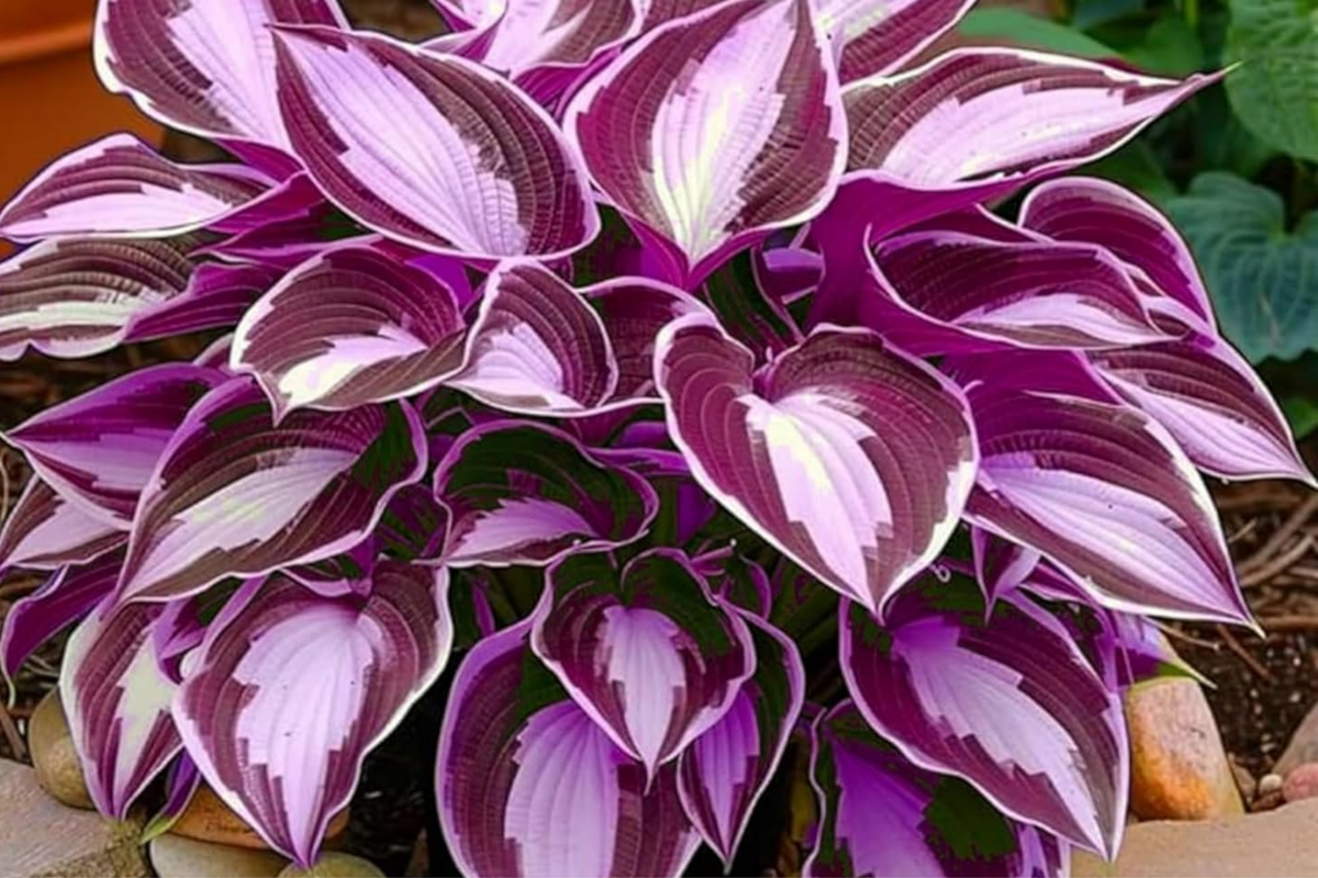 Hosta Seeds - 200+ Perennial Shade Garden Plants for Outdoors - Easy Grow Foliage - Hosta spp.