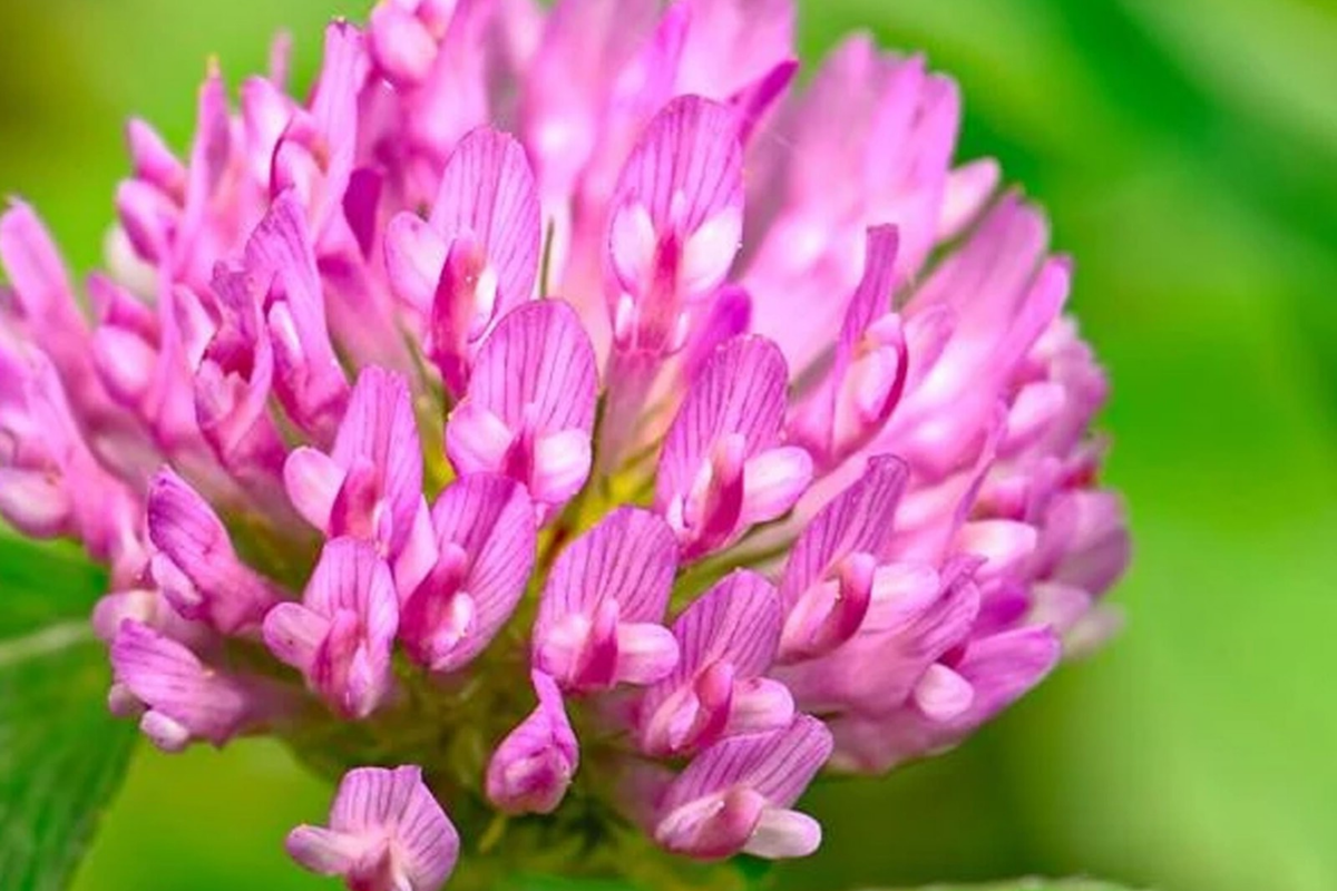 Medium Red Clover Seeds - Non-GMO Heirloom Cover Crop - Inoculated Trifolium pratense for Soil Improvement