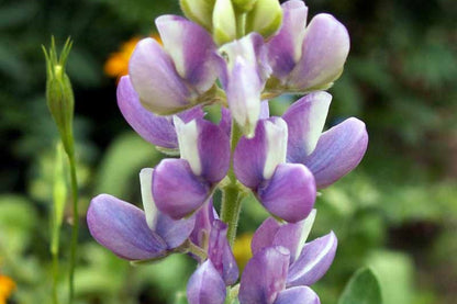 Pixie Delight Lupine Seeds | Blue, White, Pink, Purple | Attracts Pollinators | Compact 16” Tall | 93 Days |