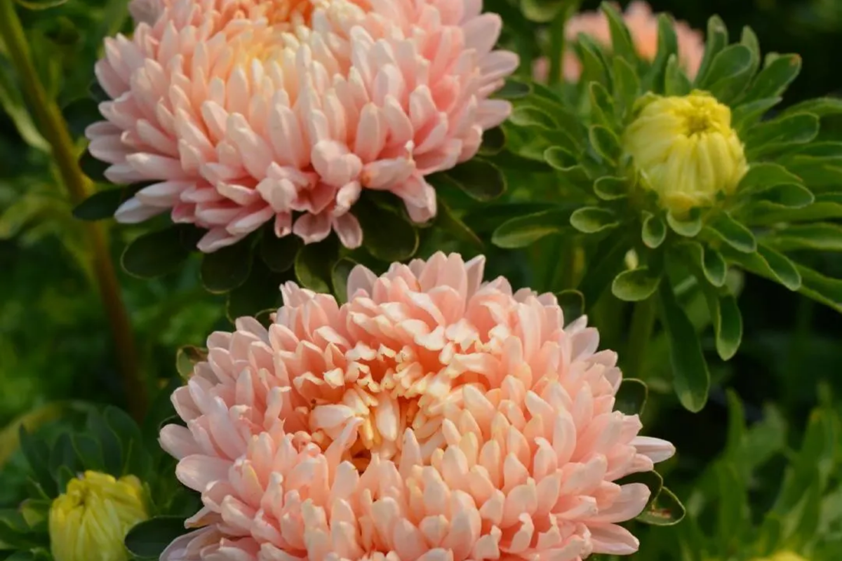 Peony Seeds | 50 - 1,000 Duchess Apricot Aster | Paeony | Flower Seeds for Garden Planting | Free Shipping
