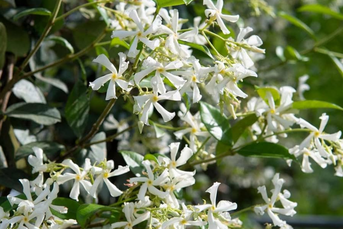 Mixed Star Jasmine Flower Seeds - Fragrant Climbing Jasmine Trachelospermum jasminoides, 200 Seeds