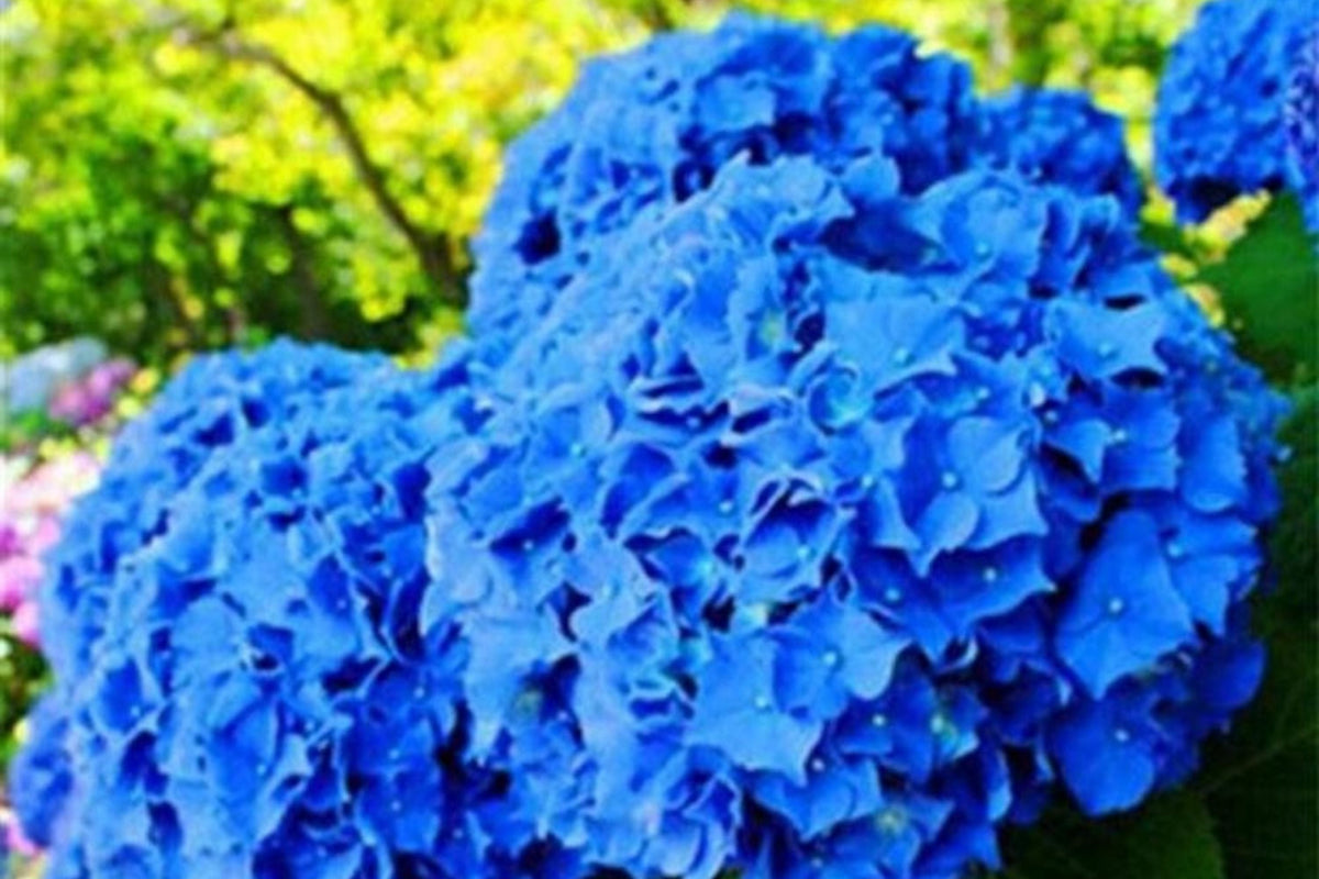 Hydrangea Seeds - Spring Mix Non-GMO Flower Seeds - Hydrangea macrophylla - Vibrant Blooming Garden Packets