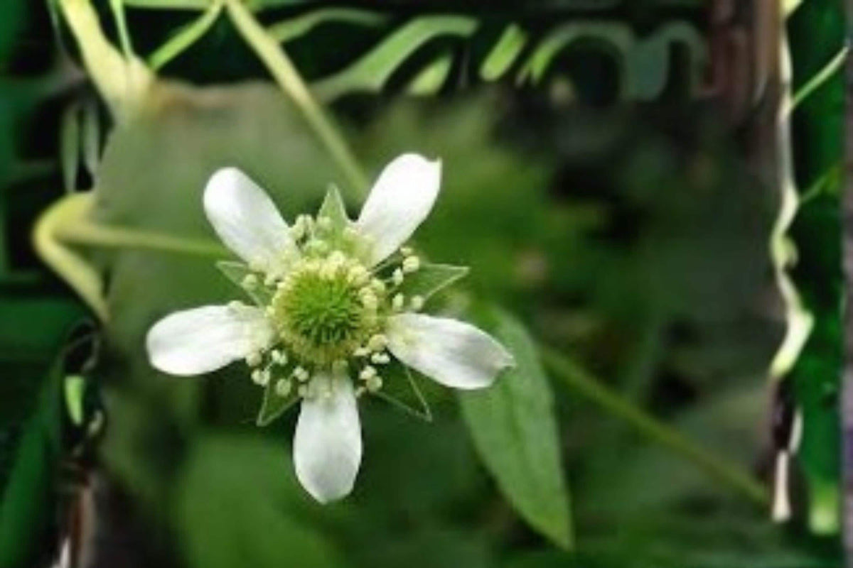 White Avens Seeds – Geum canadense – Native Woodland Wildflower for Pollinators, Perennial, Part Shade to Full Sun