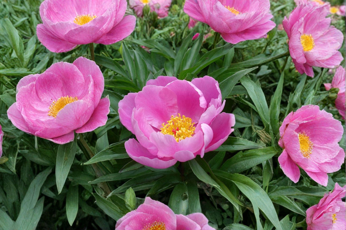 Chinese Peony Seeds – Paeonia lactiflora Herbaceous Perennial Flower, Garden Peony, Fragrant Blooms, Full Sun, Well-Drained Soil