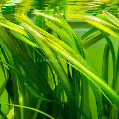 Jungle Vallisneria 3 Pack