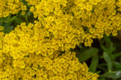Basket Of Gold Alyssum Seeds, Aurinia saxatile, 8-12 Inches Tall, Golden Yellow Blooms, Groundcover, USDA Zones 3-9, Non-GMO