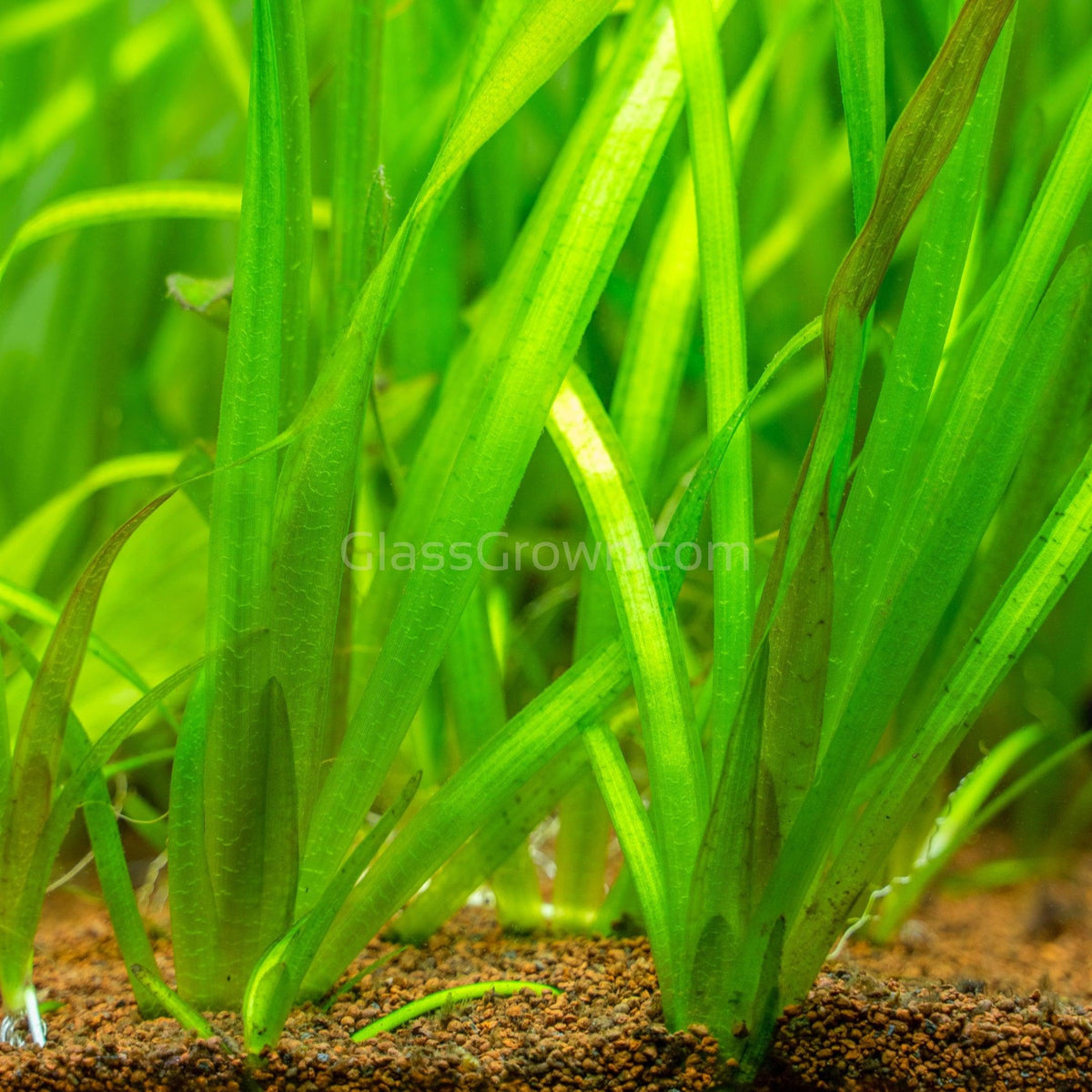 Jungle Vallisneria 3 Pack
