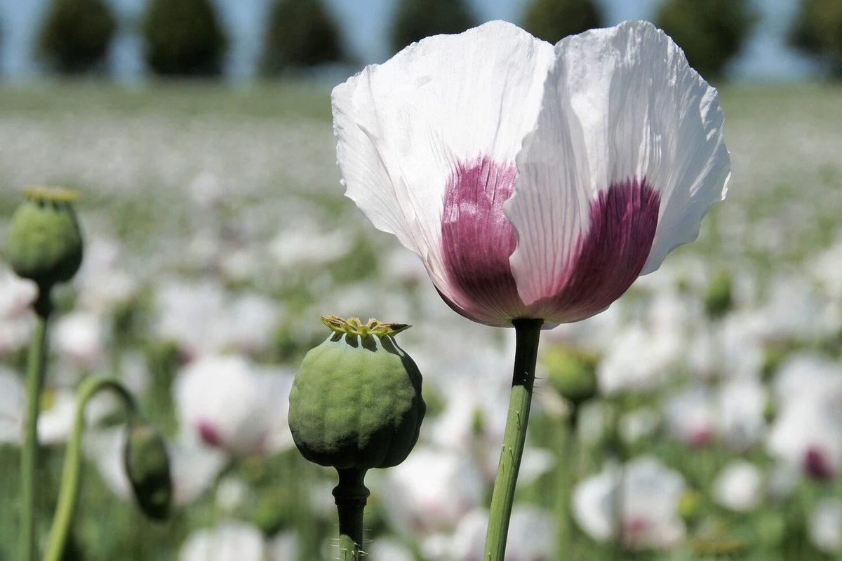 Organic Tasmanian Papaver Somniferum Poppy Seeds - 20,000 Untreated Seeds for Planting