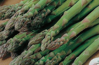 Asparagus Mary Washington 1 Gram Seeds - Heirloom Non-GMO Variety for Perennial Vegetable Gardening - Tender & Delicious Stalks
