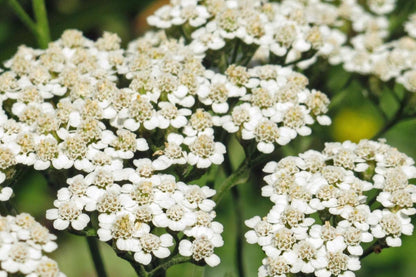 White Yarrow Seeds, Achillea millefolium, 12-36 Inches Tall, Fragrant White Blooms, Drought Tolerant, USDA Zones 3-9, Non-GMO
