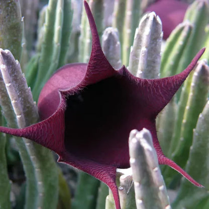 Black Bell Stapelia Live Starter Plant Bareroot – Rare Huernia leendertziae Succulent – Orbea/Stapelia Black Flower Carrion Plant