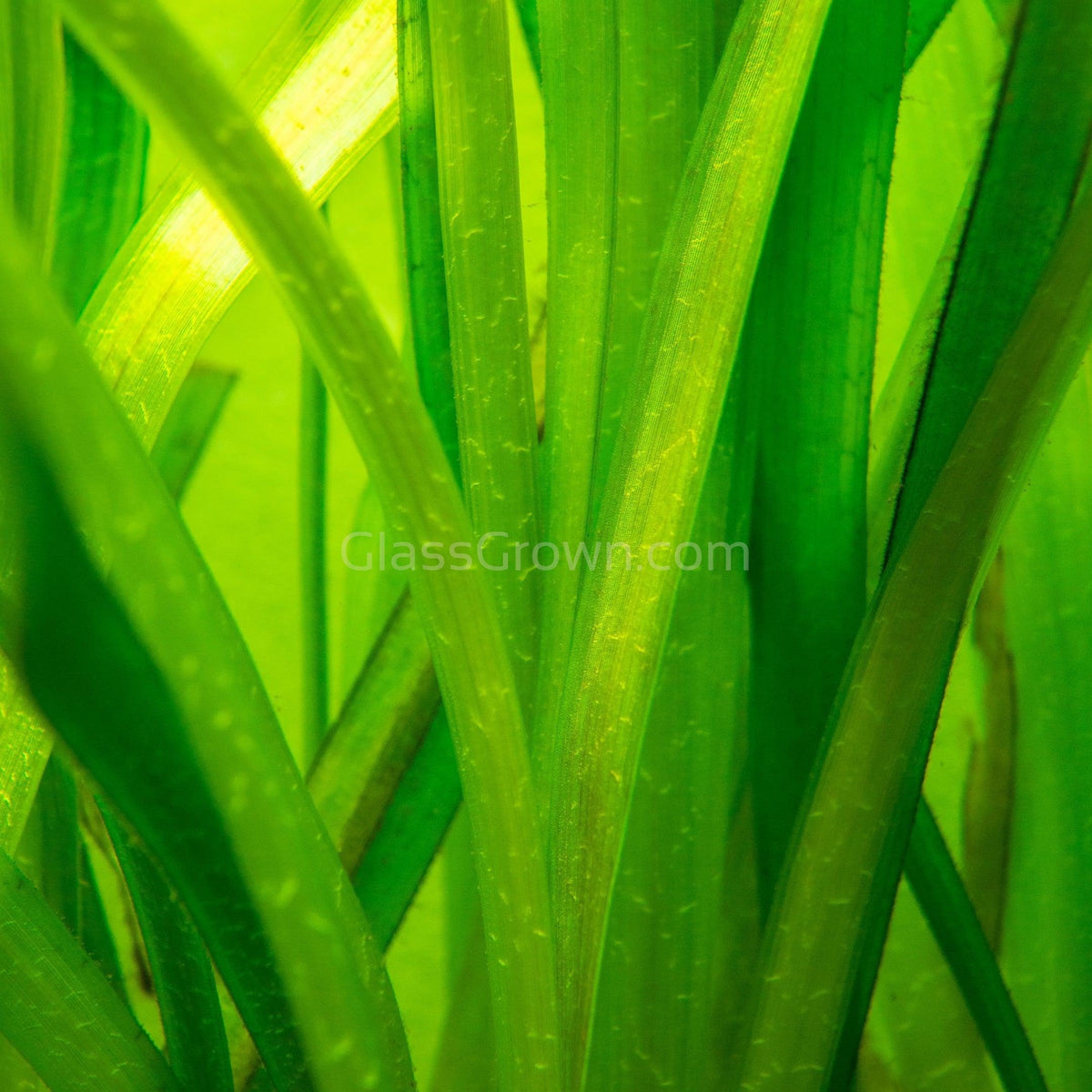 Jungle Vallisneria 3 Pack