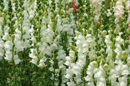 Snowflake Snapdragon Seeds, Antirrhinum majus, 30-36 Inches Tall, Pure White Blooms, Attracts Pollinators, USDA Zones 3-9, Non-GMO
