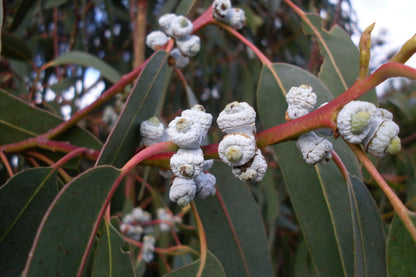 Blue Gum Eucalyptus Starter Plant (Eucalyptus globulus) - Live Plant 2′-3′ Tall - Aromatic Tree for Garden, Landscaping, & Essential Oils