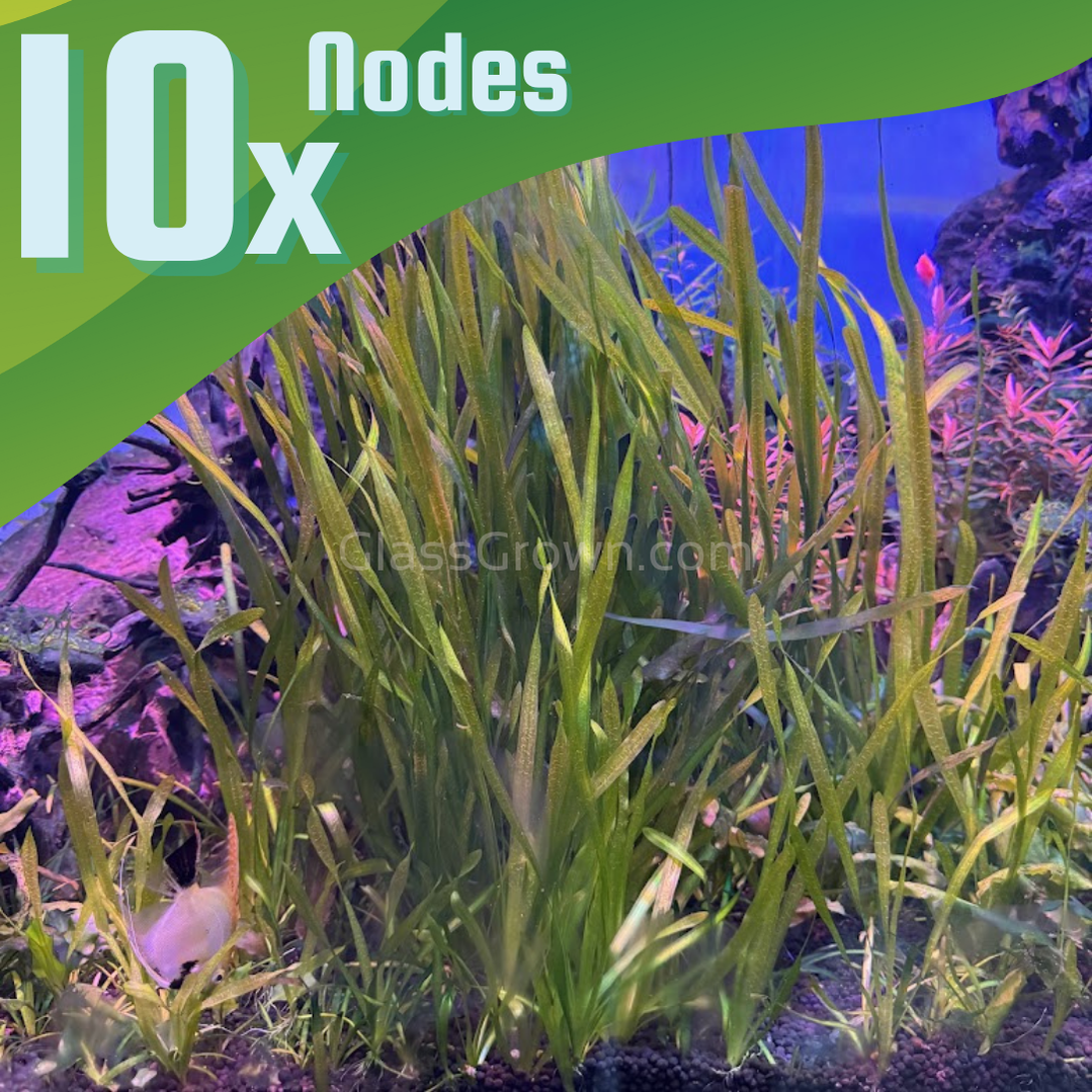 True Sagittaria Subulata