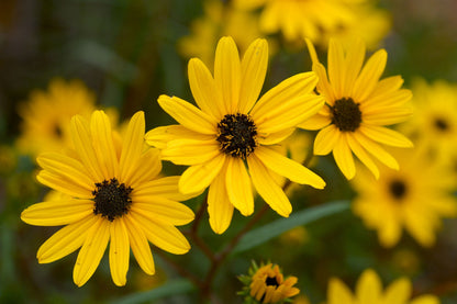 200 Seeds Helianthus Angustifolius | Narrowleaf Swamp Sunflower | Bright Yellow Blooms | Pollinator Native Perennial for Wetlands & Gardens
