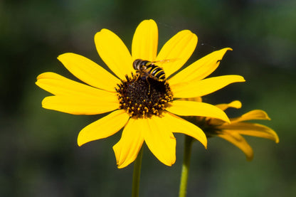 200 Seeds Helianthus Angustifolius | Narrowleaf Swamp Sunflower | Bright Yellow Blooms | Pollinator Native Perennial for Wetlands & Gardens