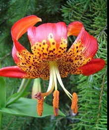 10 LEOPARD LILY California Tiger Lily Panther Lilium Pardalinum Yellow Orange Red Spotted Native Flower Seeds