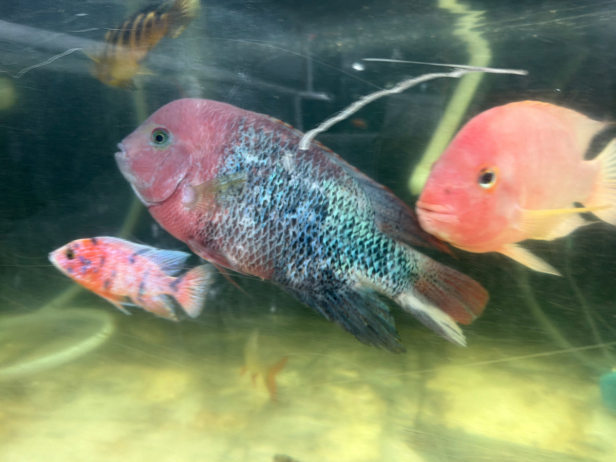 Fenestratus Cichlid (Vieja fenestrata)