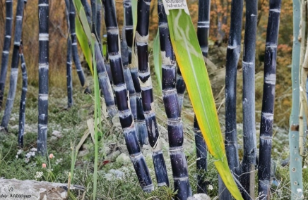 Dark Purple Sugarcane Rooted Cuttings 5 Count Saccharum officinarum Ready to Plant