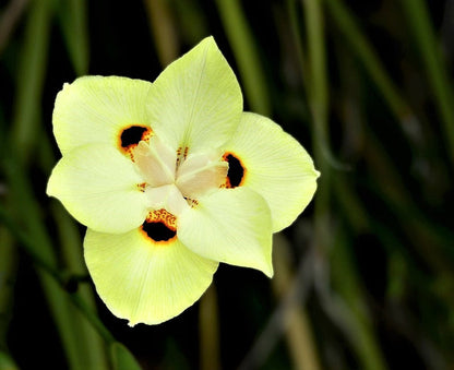 20 YELLOW AFRICAN IRIS Fortnight Lily Dietes Bicolor Butterfly Flag Spanish Peacock Iris Flower Seeds
