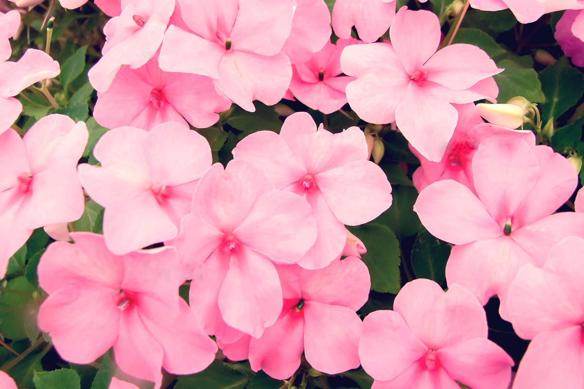 50 MIXED COLORS Dwarf IMPATIENS Walleriana Part Sun or Full Shade Red, White, Pink, Carmine, Scarlet, & Orange Flower Seeds