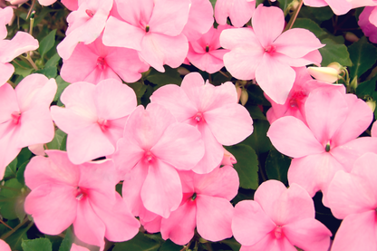 50 MIXED COLORS Dwarf IMPATIENS Walleriana Part Sun or Full Shade Red, White, Pink, Carmine, Scarlet, & Orange Flower Seeds