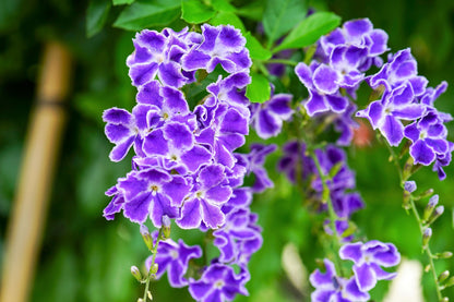 10 GOLDEN DEWDROP Duranta Erecta Repens Golden Foliage Blue Violet Purple White Flower Orange Ornamental Berry Shrub Seeds
